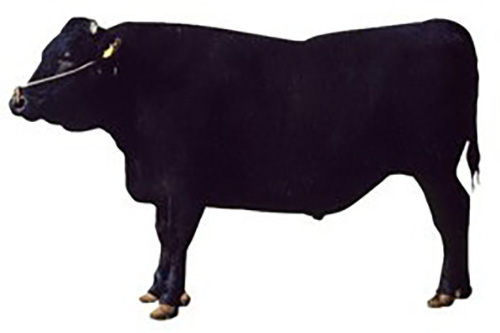 鹿児島黒毛和牛